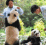 （环境）（1）广州：双胞胎大熊猫断母乳 迈出独立生活第一步 - 西安网