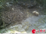 棕色熊猫2 - 三秦网