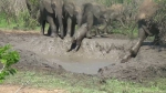 暖心！南非两大象合力帮一小象爬出泥坑 - 西安网
