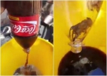男子在未开封可口可乐中发现死老鼠 瓶底残留毛发 - 西安网