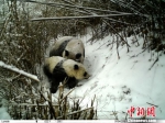 陕西长青自然保护区拍摄到大熊猫哺乳的珍贵资料。　陕西长青自然保护区供图 摄 - 陕西新闻