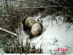 陕西长青自然保护区拍摄到大熊猫哺乳的珍贵资料。　陕西长青自然保护区供图 摄 - 陕西新闻