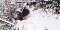 跟随 撒娇 求乳 陕西拍到野生大熊猫哺乳视频 这对母子萌萌哒 - 三秦网