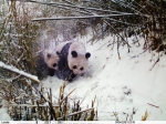 跟随 撒娇 求乳 陕西拍到野生大熊猫哺乳视频 这对母子萌萌哒 - 三秦网