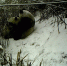 陕西：红外相机记录秦岭大熊猫母子哺乳瞬间 - 西安网