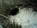陕西：红外相机记录秦岭大熊猫母子哺乳瞬间 - 西安网