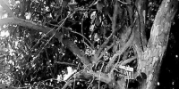唯一在册古柘树“落单” 百年老树被连根挖走 - 华商网