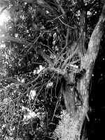 唯一在册古柘树“落单” 百年老树被连根挖走 - 华商网