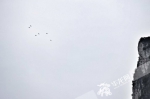 云端廊桥 见证奇迹:重庆首次编队翼装飞行挑战成功 - 西安网