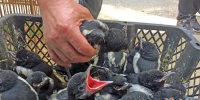西仓野生鸟类非法贩卖市场 国家二级保护动物公开叫卖 - 西安网
