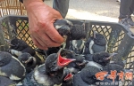 西仓野生鸟类非法贩卖市场 国家二级保护动物公开叫卖 - 西安网