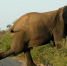 南非一大象在路边“拉伸筋骨”阻断车流 - 西安网