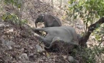 印度小象意外丧母 哀嚎流连久久不愿离去 - 西安网