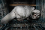 芬兰养殖场主为牟取暴利 将狐狸养成超肥“怪物” - 西安网