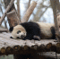 成都多只大熊猫遭遇"黑眼圈变白"病变 医学专家正会诊 - 西安网