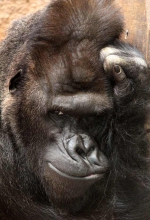 撩妹满分！捷克大猩猩对镜头眨眼模特范儿十足 - 西安网