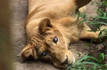 菲一动物园涉嫌虐待动物 失明狮子被囚窄笼 - 西安网