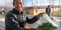 【新时代·幸福美丽新边疆】西藏阿里：生命禁区种出民生蔬果 - 西安网