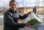 【新时代·幸福美丽新边疆】西藏阿里：生命禁区种出民生蔬果 - 西安网