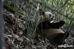 佛坪夫妻秦岭深山养土蜂 大熊猫到家做过客 - 西安网