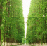 金岛生态园成排的水杉树。袁秀月 摄 - 西安网