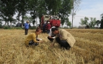 西安市“三夏”小麦开始零星收获 - 农业机械化信息
