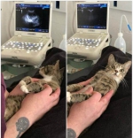 我怀孕了？丹麦一小猫发现怀孕后表情滑稽 - 西安网