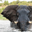 博茨瓦纳游船距大象太近遭其愤怒攻击 - 西安网