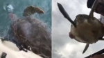 巴西一男子徒手拯救三只被渔网所困海龟获赞 - 西安网