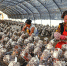 汉中市引导贫困群众发展香菇种植产业 - 人民政府