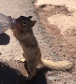 呆萌！美国大峡谷一松鼠喝光游客整瓶水 - 西安网