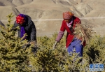 （环境）（2）西藏：持续推进治沙造林工作 筑牢生态安全屏障 - 西安网