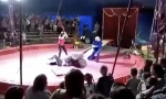 黑熊拒绝表演遭殴打 台上突然发飙撕咬驯兽员 - 西安网