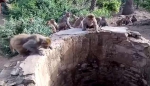 印度热心猴群井边大叫引人注意 令落水豹子获救 - 西安网