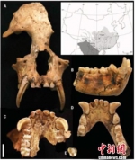 陕一大墓陪葬坑中发现已灭绝新属种长臂猿骨骼 - 陕西新闻