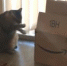 酷！美一猫咪对着纸箱子练“打鼓”走红网络变明星 - 西安网