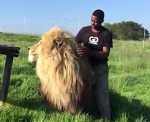 难以置信！南非动物管理员亲密抚摸拥抱雄狮 - 西安网