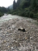 半岁野生大熊猫溺亡 或因暴雨致山洪暴发 - 西安网