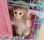 直播养猴牵出大案 35人被抓 16只猕猴被解救 - 西安网