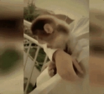 直播养猴牵出大案 35人被抓 16只猕猴被解救 - 西安网