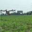 渭南市对夏玉米保护性耕作示范区粘虫进行防治 - 农业机械化信息