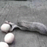 眼镜蛇一口气吞9颗蛋 被抓到后乖乖吐出“赃物” - 西安网