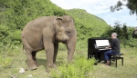 英国钢琴家为大象奏乐 失明大象随乐起舞 - 西安网