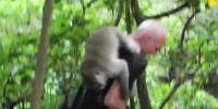 印尼森林公园一猴子抢食不成反咬合照游客 - 西安网