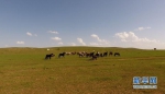 美丽新边疆：内蒙古草原美景正当时 - 西安网