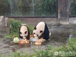 上海大熊猫台风中过12岁生日 - 西安网