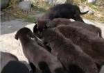 七只小狗被遗弃加拿大荒岛 爱心人士跨越千里解救 - 西安网