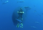 震撼！红海数万小鱼“围困”潜水员躲避鲸鲨袭击 - 西安网
