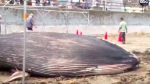 日本海滩惊现近10米长蓝鲸幼崽尸体 死因未知 - 西安网