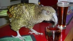 新西兰一家养啄羊鹦鹉活到45岁 爱喝可乐吃牛排 - 西安网